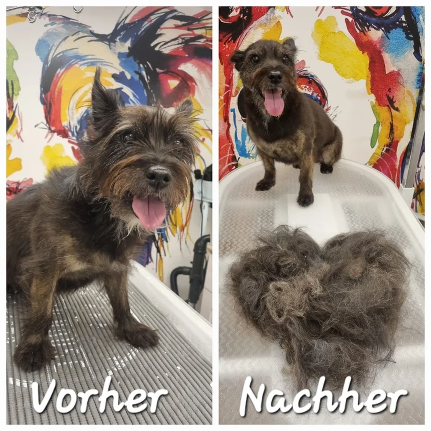 Picco Belli — Hundesalon — Balve — Fellpflege