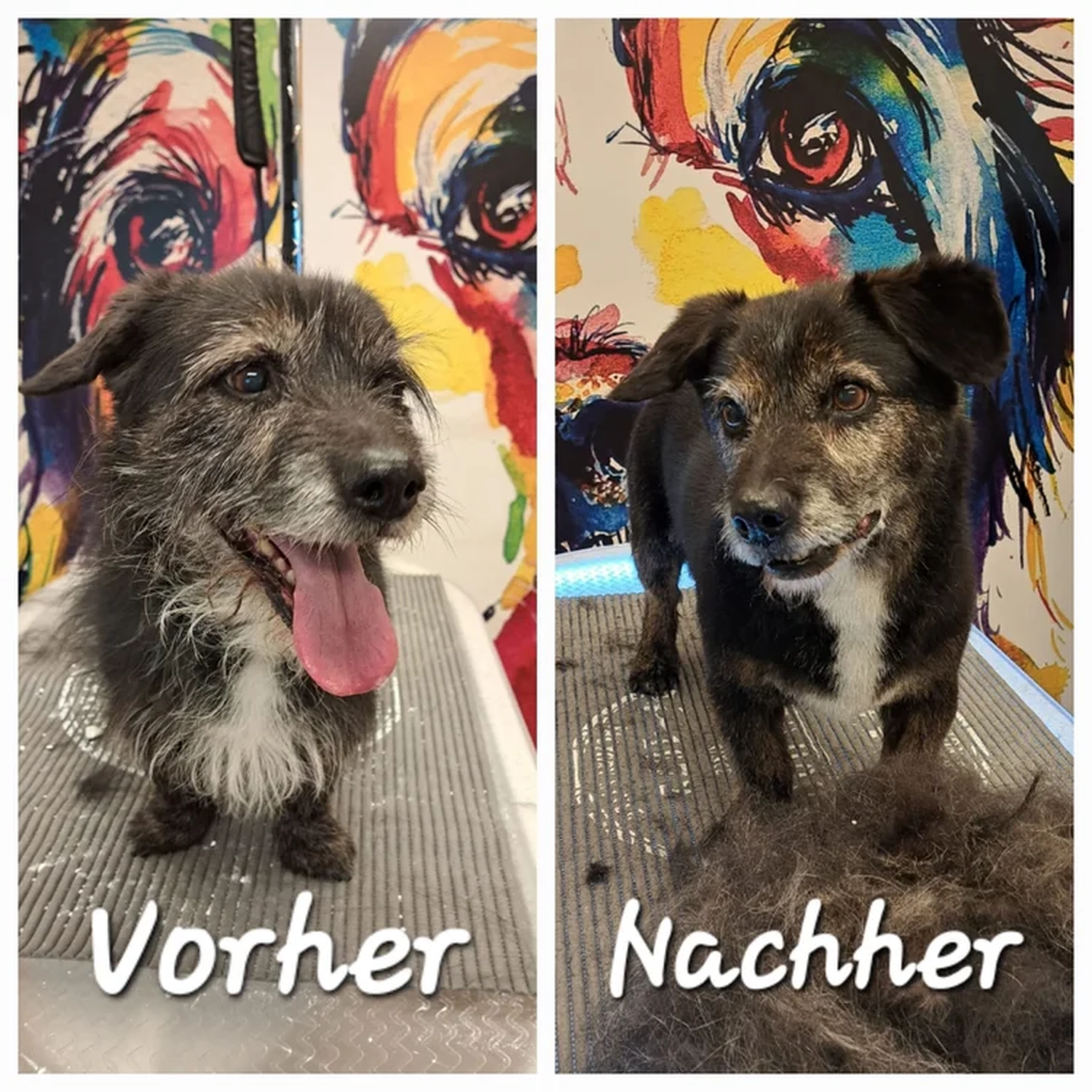 Picco Belli — Hundesalon — Balve — Pflegebad