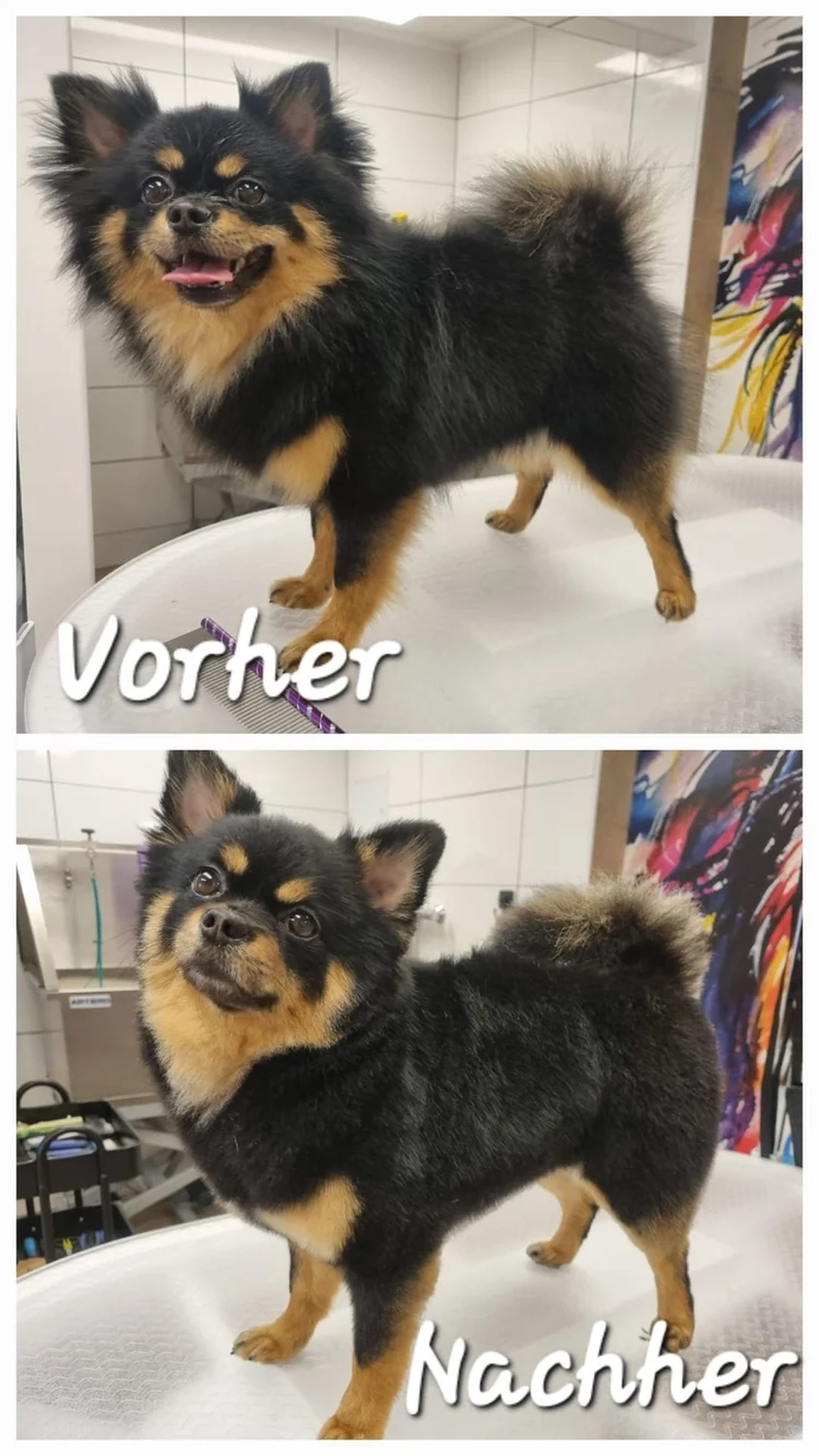 Picco Belli — Hundesalon — Balve — Fellpflege