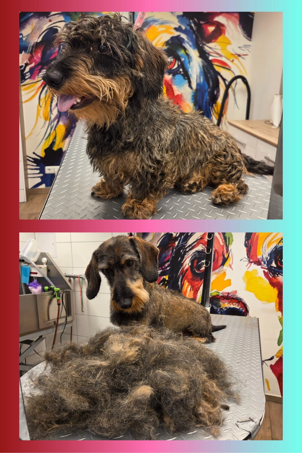 Picco Belli — Hundesalon — Balve — Fellpflege