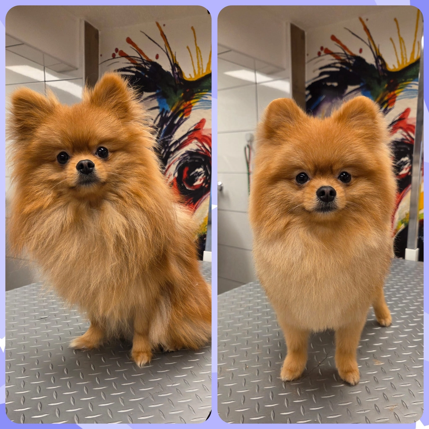 Picco Belli — Hundesalon — Balve — Fellpflege