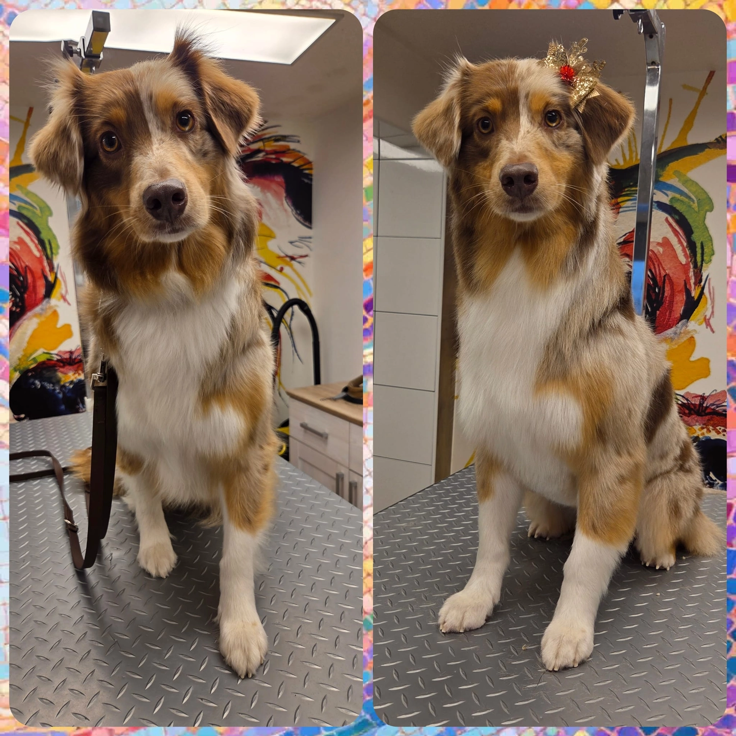 Picco Belli — Hundesalon — Balve — Pflegebad