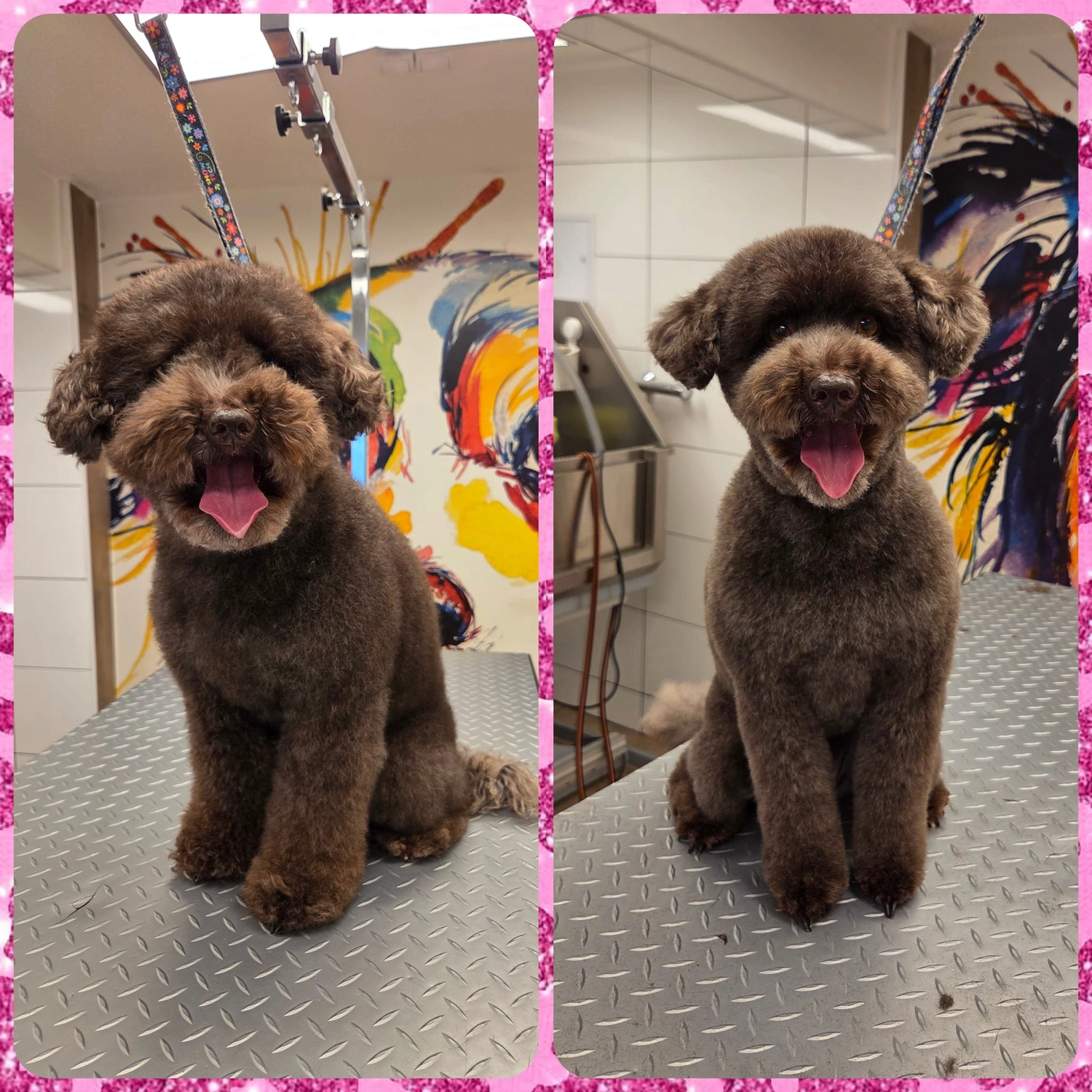 Picco Belli — Hundesalon — Balve — Fellpflege