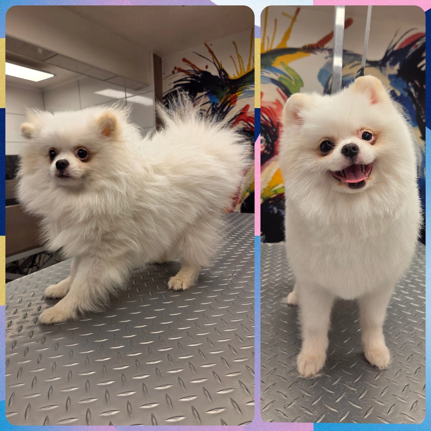 Picco Belli — Hundesalon — Balve — Pflegebad