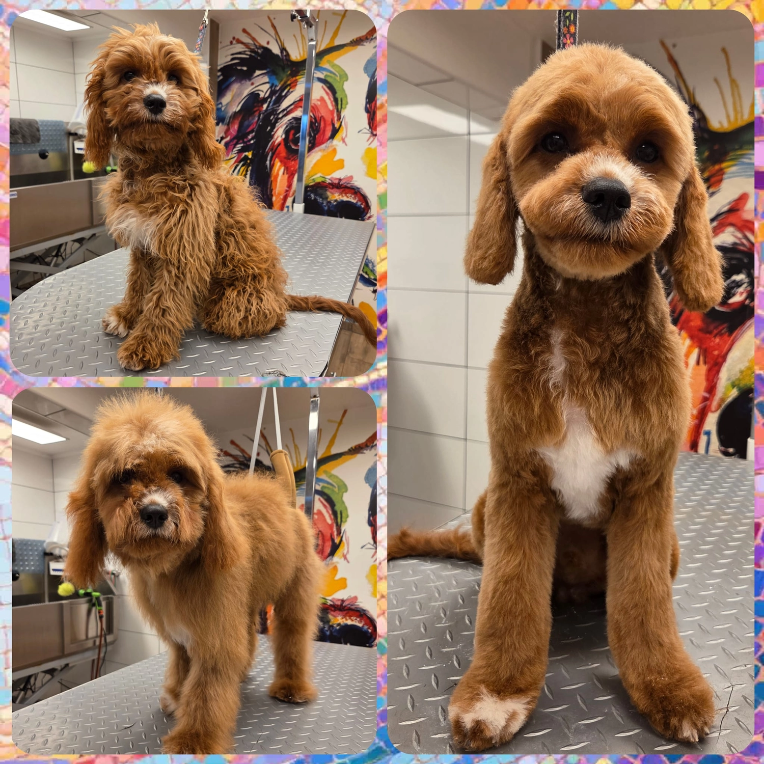 Picco Belli — Hundesalon — Balve — Pflegebad