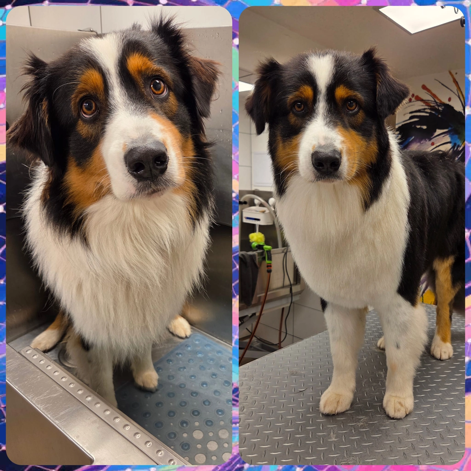 Picco Belli — Hundesalon — Balve — Fellpflege