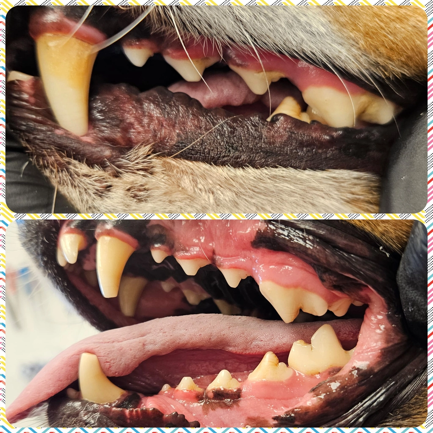 Picco Belli — Hundesalon — Balve — Fellpflege