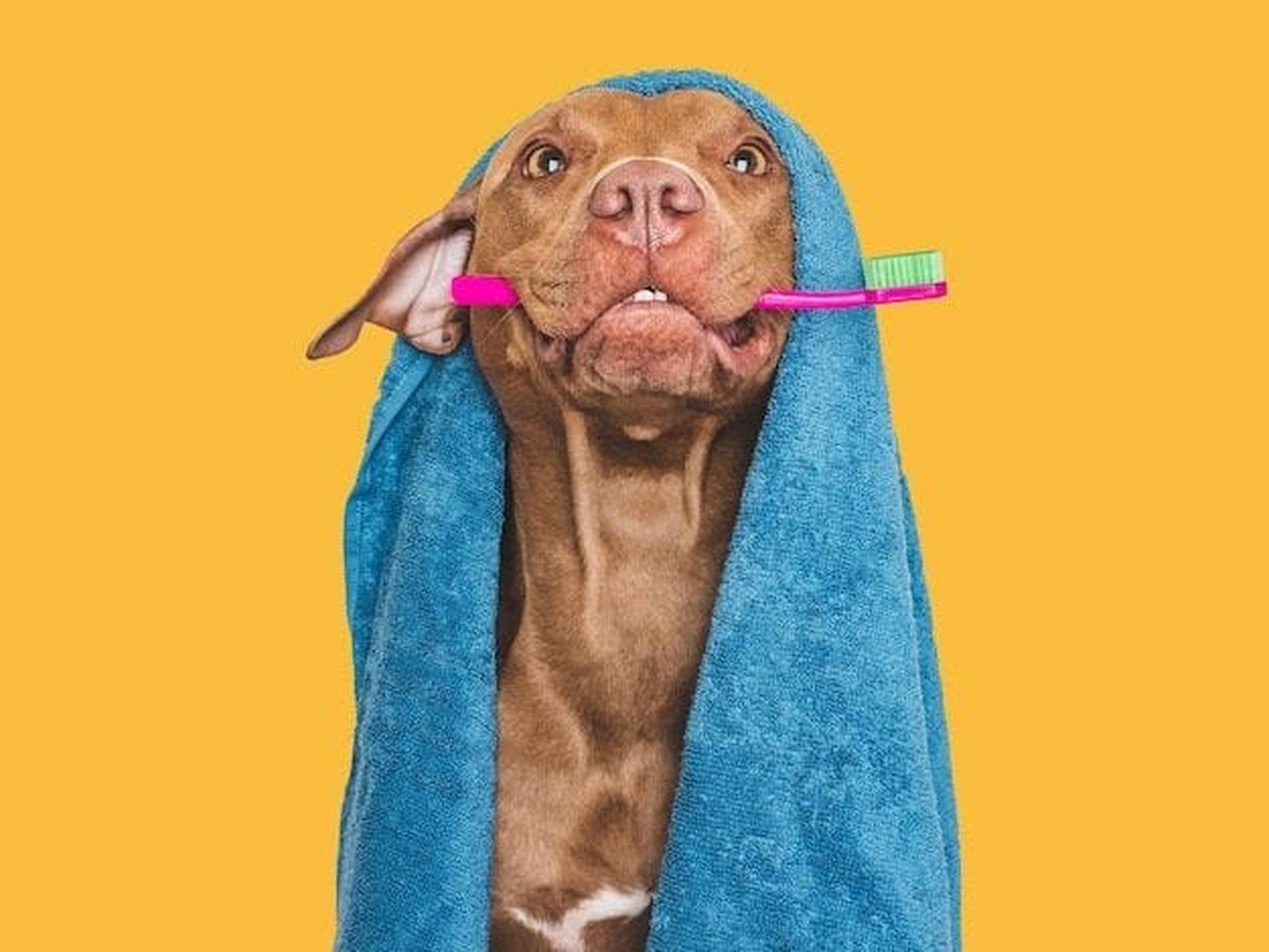 Picco Belli — Hundesalon — Balve — Zahnsteinentfernung