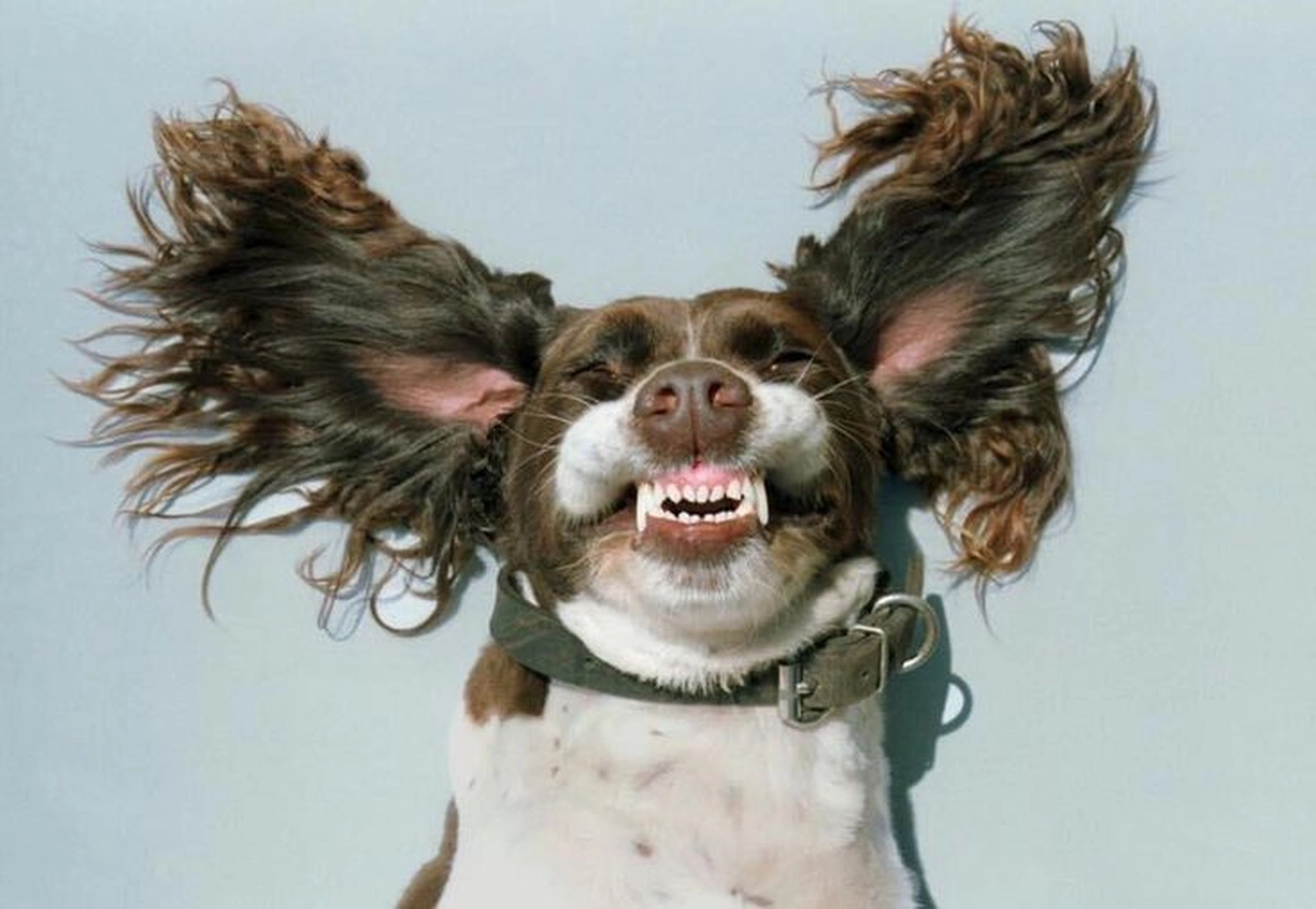 Picco Belli — Hundesalon — Balve — Zahnsteinentfernung