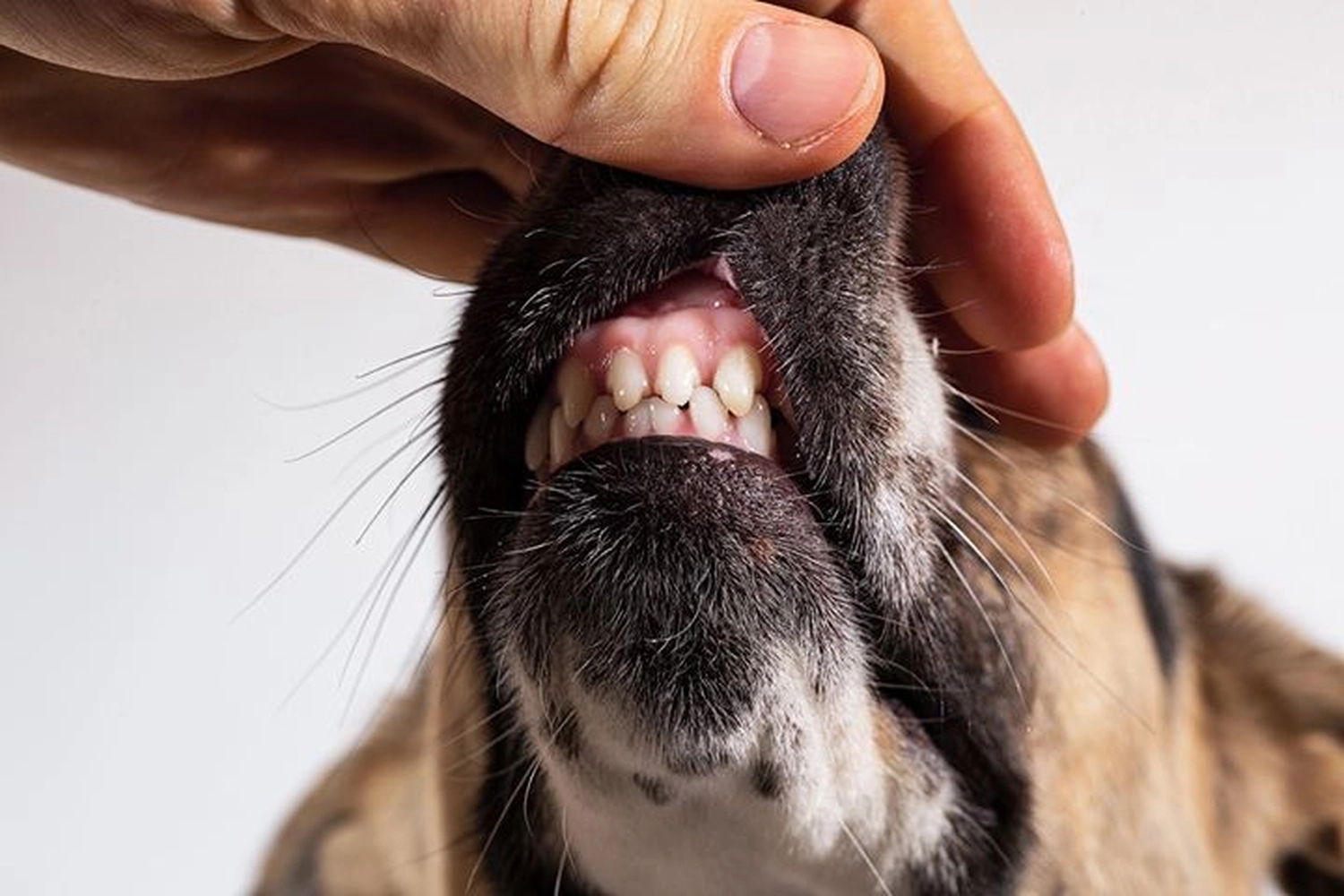 Picco Belli — Hundesalon — Balve — Zahnsteinentfernung